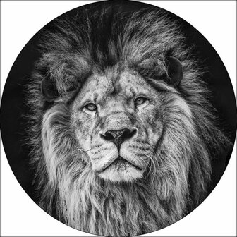 Glasschilderij 50cm leeuw zwart-wit