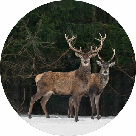 Glasschilderij Ø40cm Deer ''Winter'' hert